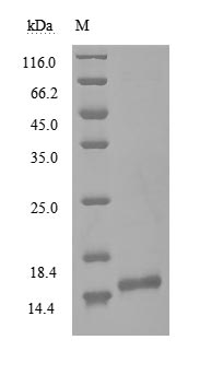 Human NSP9 protein