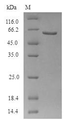 Human ADRB2 protein