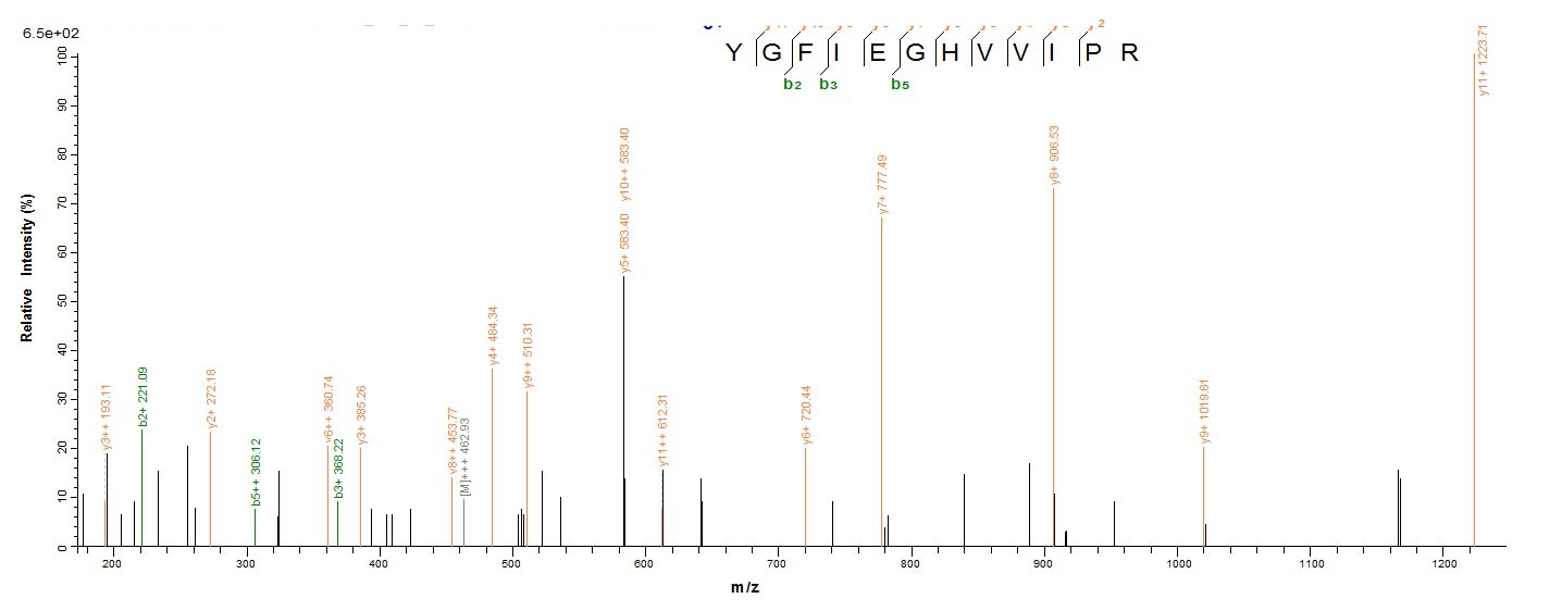 Human CD44 protein