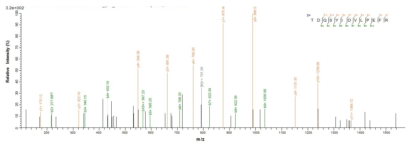 Human MET protein