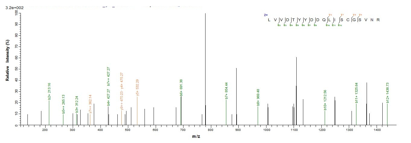 Human MET protein