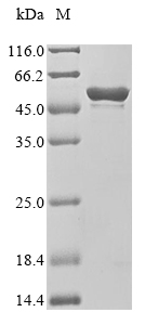 Human Runx1 protein