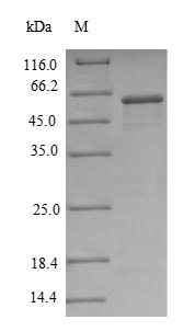 Human NT5 protein
