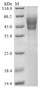 Human IL13 protein