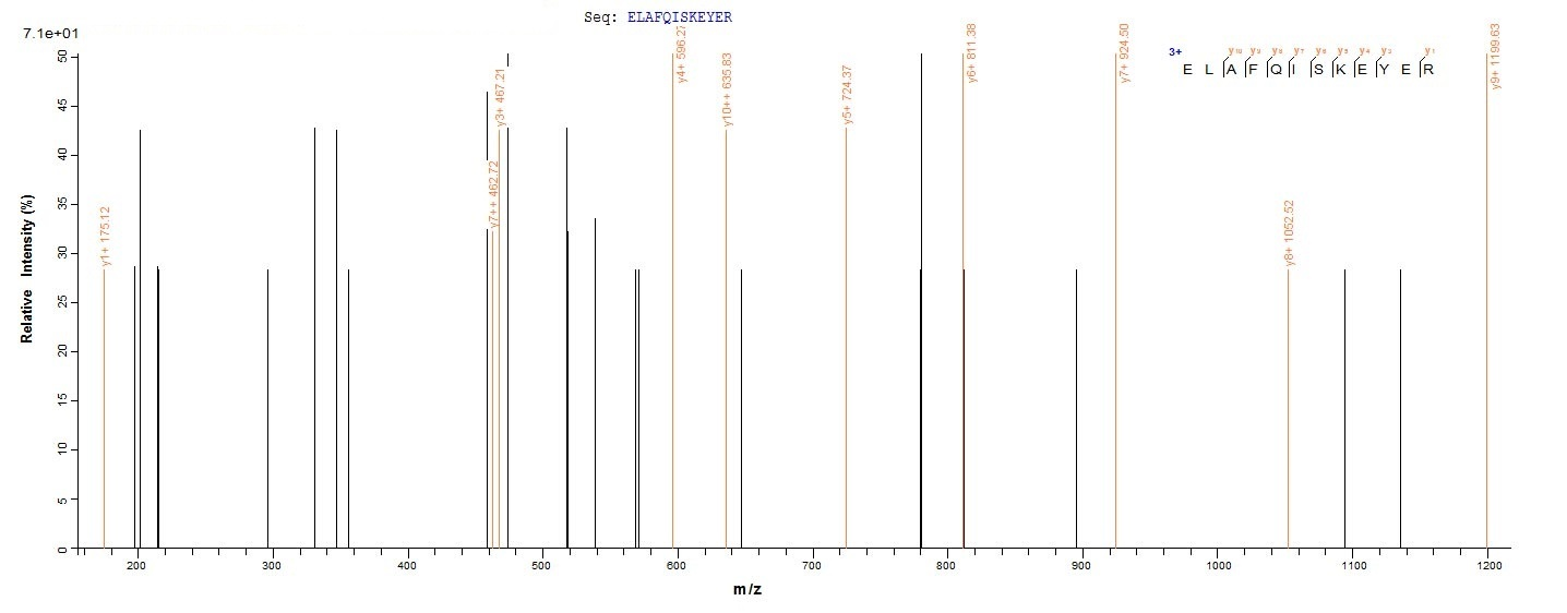 Human DDX39B protein