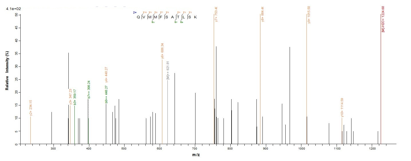 Human DDX39B protein