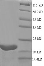 Mouse Fgf-2 protein