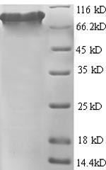 Human FOLH1 protein