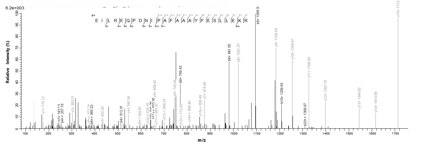 Human SPA17 protein