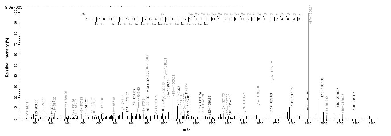Human SPA17 protein