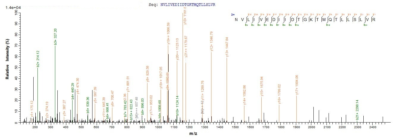 Human HPRT1 protein