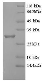 Human HLA-DRB1 protein