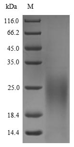 yscF protein