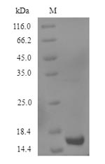 Human GDF2 protein