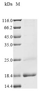 Human DUX4 protein