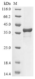Bm1_01445 protein