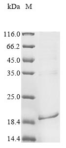 Rat Pth protein