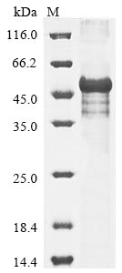 Mouse Wnt10a protein