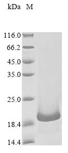 Human BAGE2 protein