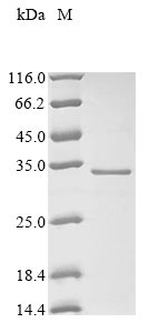 Human HSD3B1 protein