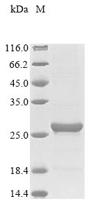 lpqE protein