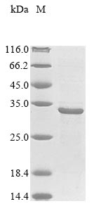 hbhA protein