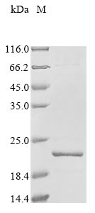 acpS protein