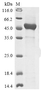 dda protein