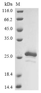 inaX protein