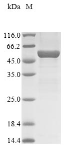 Mouse Smpdl3b protein