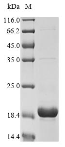 Porcine SNCA protein