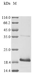 Human papillomavirus type 6a protein E4 protein