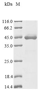 xsc protein