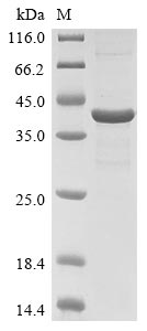 Rat Chi3l1 protein