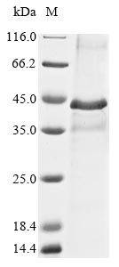 Mouse Wnt1 protein