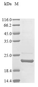 marA protein