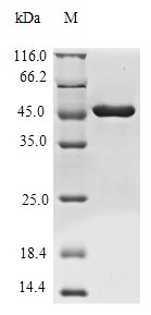Reovirus type 3 Outer capsid protein sigma-3 protein