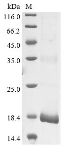 Human papillomavirus type 11 protein E4 protein