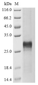 Human WNT5A protein