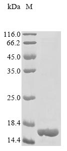 mscL protein
