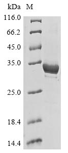 Human MAP1A protein