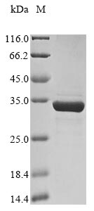 Ba71V-081 protein