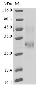 LAMP5 protein
