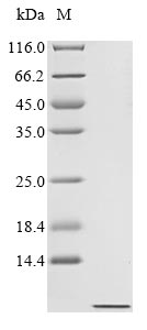 Human IGIP protein