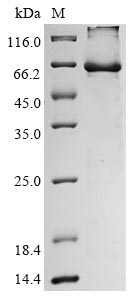 Human ERVK-6 protein