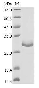 Zebrafish fibin protein