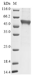 Mouse Pla2g7 protein