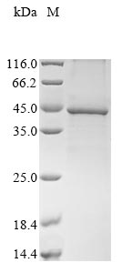 Mouse Gnai2 protein