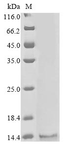 Human CPD protein