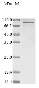 Human SEMA3B protein